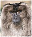 Lion-TailedMacaque _MG_0310